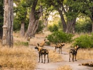 Moremi Game Reserve