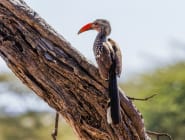 Onguma Private Game Reserve