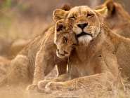 Sabi Sands Game Reserve