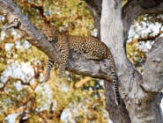 South Luangwa National Park