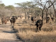 Thornybush Private Game Reserve