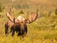Denali and Alaskan Wilderness