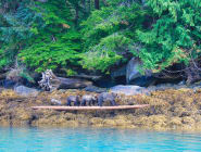 Great Bear Rainforest