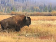 Yellowstone & Grand Teton