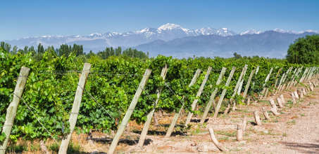 Wine Tasting in Lujan de Cuyo
