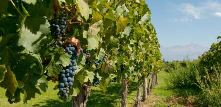 Wine Tasting in Uco Valley