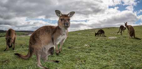 Kangaroo Island Explorer Day Tour