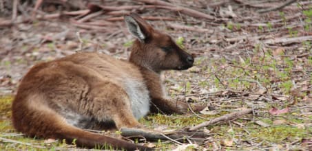 Land for Wildlife Experience