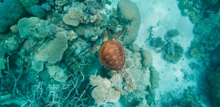 Marine Explorer Experience