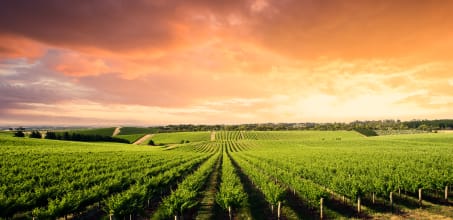 Private McLaren Vale Bekkers Clarendon Vineyard Estate