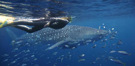 Sal Salis - Swimming with Whale Sharks