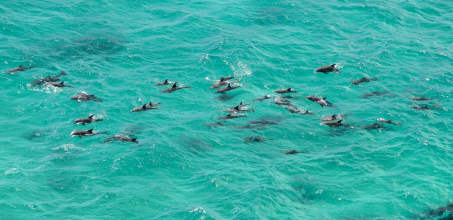 Sea Kayaking with Dolphins in Byron Bay