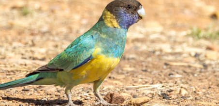 Natural Adventures and Wildlife Experience