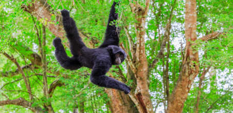 Monkey River Tour