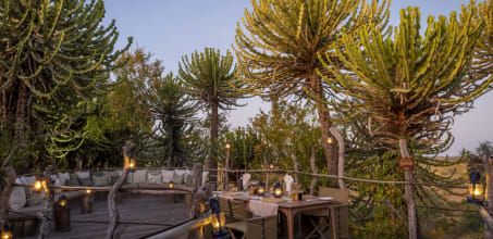 Mashatu Euphorbia