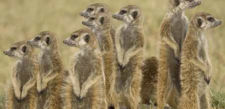 Meerkats on the Makgadikgadi