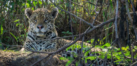 Onçafari Project at Caiman Ecological Refuge