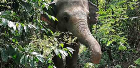 Half Day with Elephants at Kulen