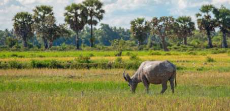Countryside Life and Dining