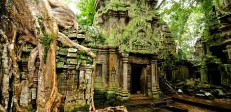 Temples of the Forest