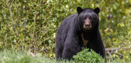 Coastal Bear Watch from Tofino