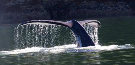 Day 1 - Farewell Harbour Lodge