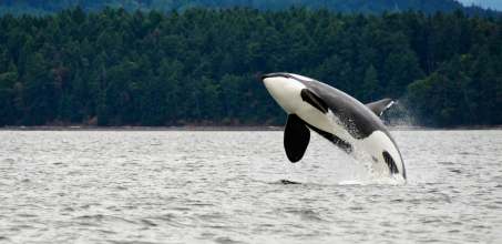 Vancouver Whale Watching