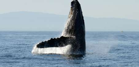 Whale Watching in Tofino