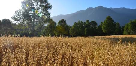 Farm Activities at Vira Vira