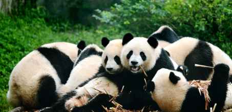 Full Day Tour of Chengdu and Panda Experience