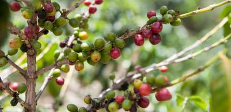 Coffee Tour at Finca Rosa Blanca