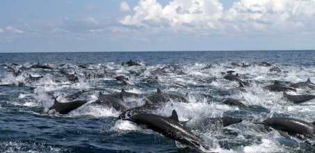 Golfo Dulce Dolphin Tour