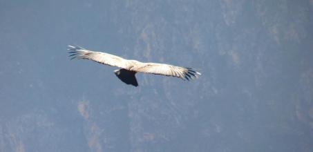 Birding at Hacienda Zuleta