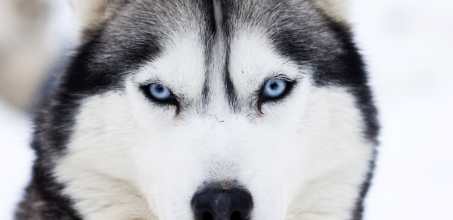 Husky safari at Beana Laponia