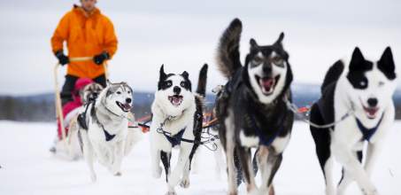 Husky Safari