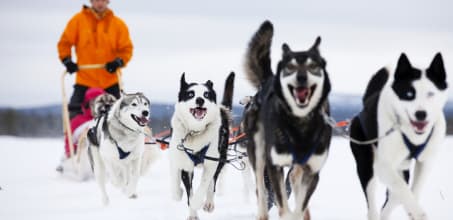 Husky Sledding at Octola