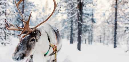 Reindeer farm with reindeer safari