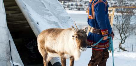 Visit a reindeer farm
