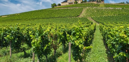 Visit Schloss Johannisberg and Wine Tasting
