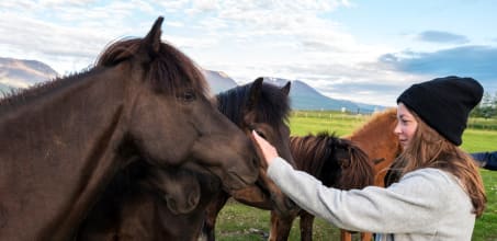 Private Reykjadalur Horseback & Stable Experience