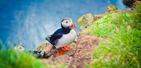 Puffin Tour