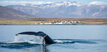 Whale watching from Snaefellsnes