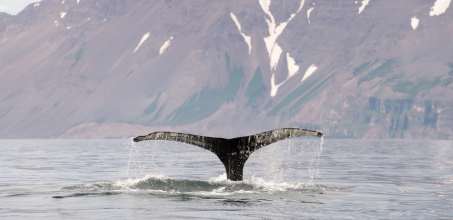 Whale watching in Eyjafjordur