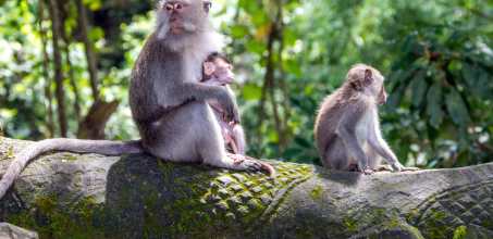 Bali's Cultural & Natural Heritage Tour