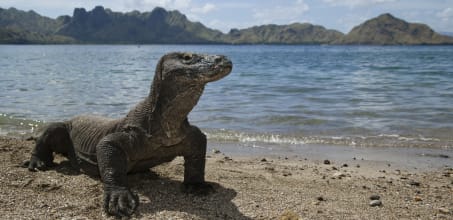 Komodo Island Day Trip