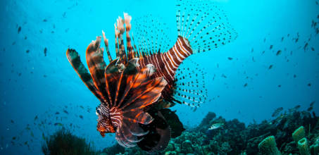 The Gilies Adventure