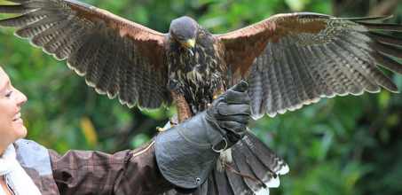 Falconry at Ashford Castle