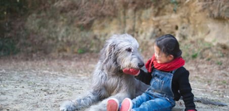 Private Wolfhound Experience