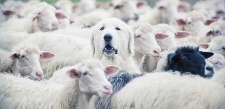 Working Sheep Dog demonstration