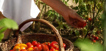 Casa Angelina Conscious Cuisine Experience: Tomato Harvest & Preserve Journey